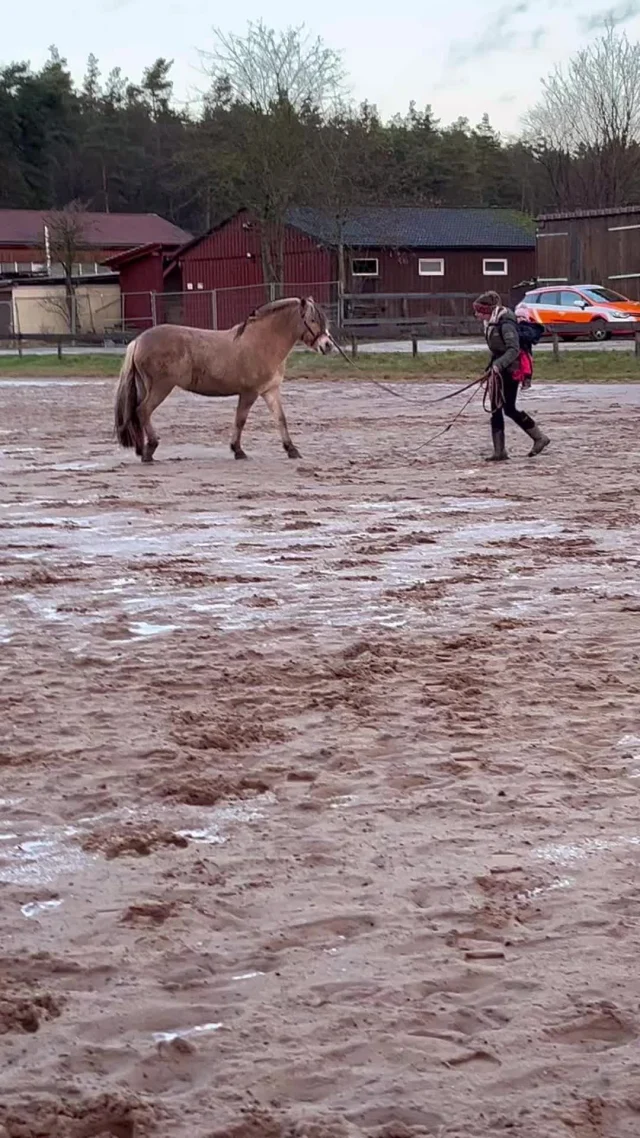 Ja ich weiß, die linke Hand ist quasi unsere Schokoladenseite… aufgrund der Fellfarbe 😂😂😂 Das hat heute einfach so gut getan, einfach mal wieder zu laufen, ohne zu rutschten, zu schlittern oder in gefrorenem Matsch umzuknicken - sowohl dem Pony, als auch mir selbst 💪🏼🦄🥳 wir füttern unseren Pferden übrigens nicht alle der genannten Produkte dauerhaft und/oder gleichzeitig 😇 sondern vielmehr kurweise und der jeweiligen Situation angepasst.Auch gibt es einige wirklich gute Zusatzfutter auf dem Markt, welche die drei genannten Produkte enthalten. Wie immer beraten wir euch gerne und helfen euch durch den Dschungel der schier unendlich erscheinenden Futtermittel 🥸 😍  #wirsindfüreuchda #futterberatung #kauftlokal #nürnberg #nürnbergerland #franken #pferdeliebe #pferdefutter #pferdefutterkiste #pferdefütterung #ponyliebe #pferdefütternmitverstand #longieren #fjordpferd #dreckspatz