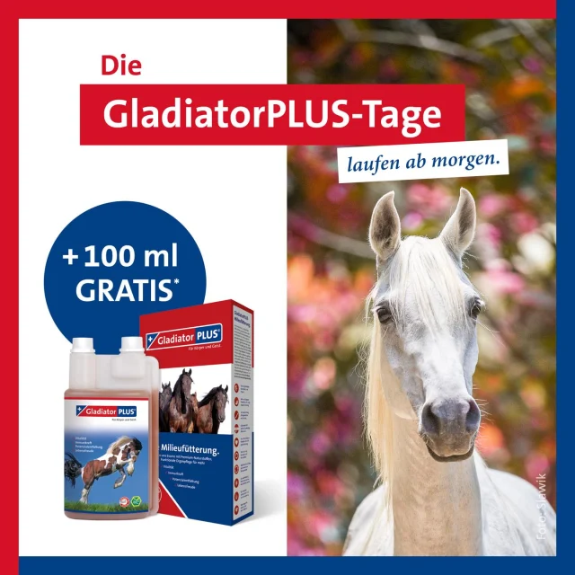Ab morgen ist es mal wieder soweit. Zu jeder 1 Liter Flasche Gladiator Plus erhaltet ihr ein 100ml Fläschchen gratis - das sind nach Adam Riese umgerechnet 10 % Rabatt 😂🤓 

Diese Aktion wird mittlerweile nicht mehr vor Ort im Laden durchgeführt, sondern ihr könnt ganz bequem von Zuhause aus direkt bei Gladiator über einen Link, der unseren Code beinhaltet, bestellen 

https://xgp1885.gladiatorplus.com/de/gladiator_plus_1

Ich teile den Link aber auch die nächsten Tage immer wieder in der Story - und wenn es bei jemandem nicht funktioniert, gerne bei mir melden 😘

GladiatorPLUS💪🏼
Für ein Extra an Energie und Lebensfreude, damit dein Tier und du mit dem Frühling um die Wette blühen könnt!

#wirsindfüreuchda #futterberatung #kauftlokal #pferdeliebe #pferdefutter #pferdefutterkiste #pferdefütterung #ponyliebe #pferdefütternmitverstand